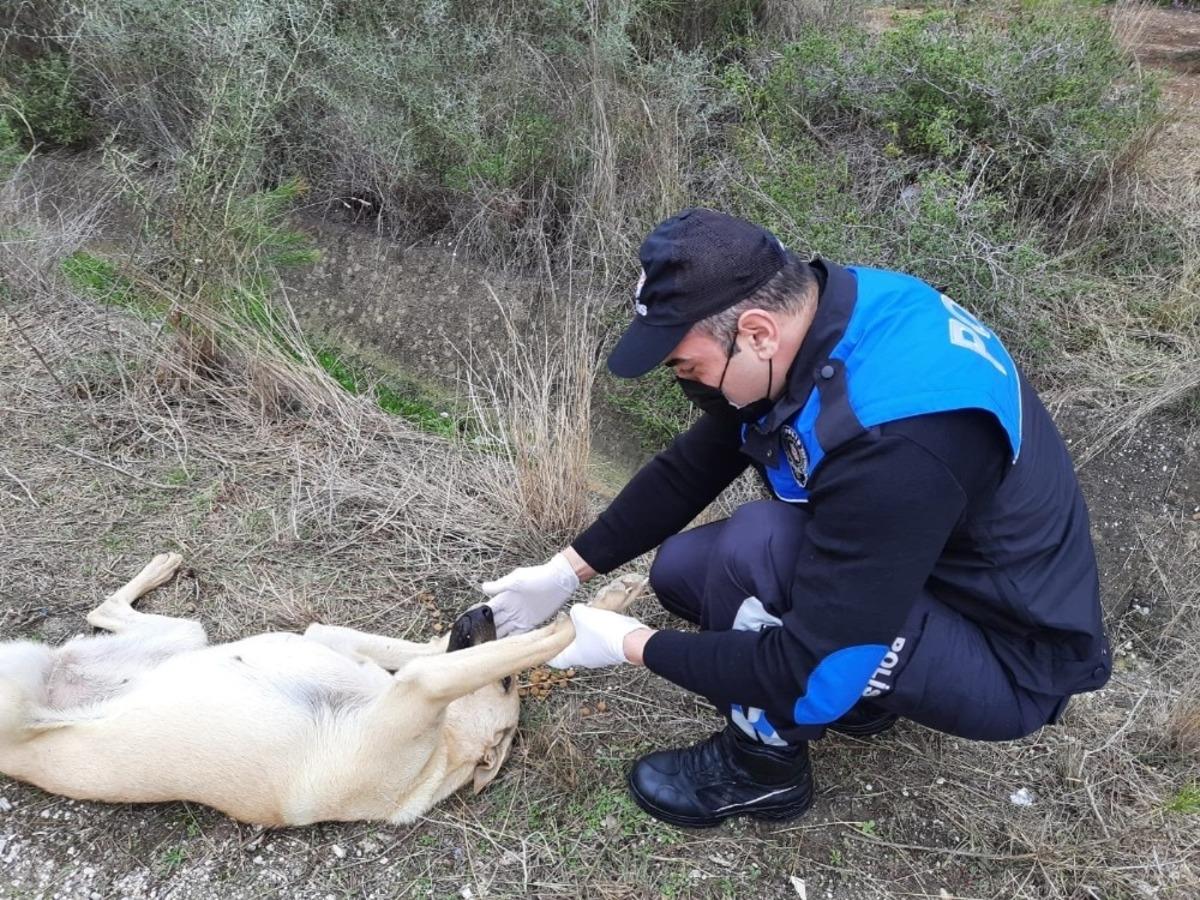 Adana polisi sokak k&ouml;peklerini unutmadı