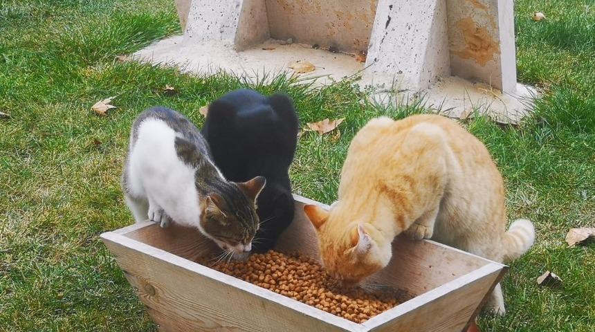 &Ccedil;ameli Belediyesi sokak hayvanlarına &ouml;zel ilgi g&ouml;steriyor