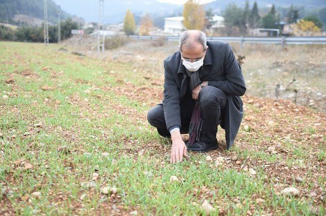 Tarsus’ta ’ata tohumu’ projesi toprakta hayat buldu