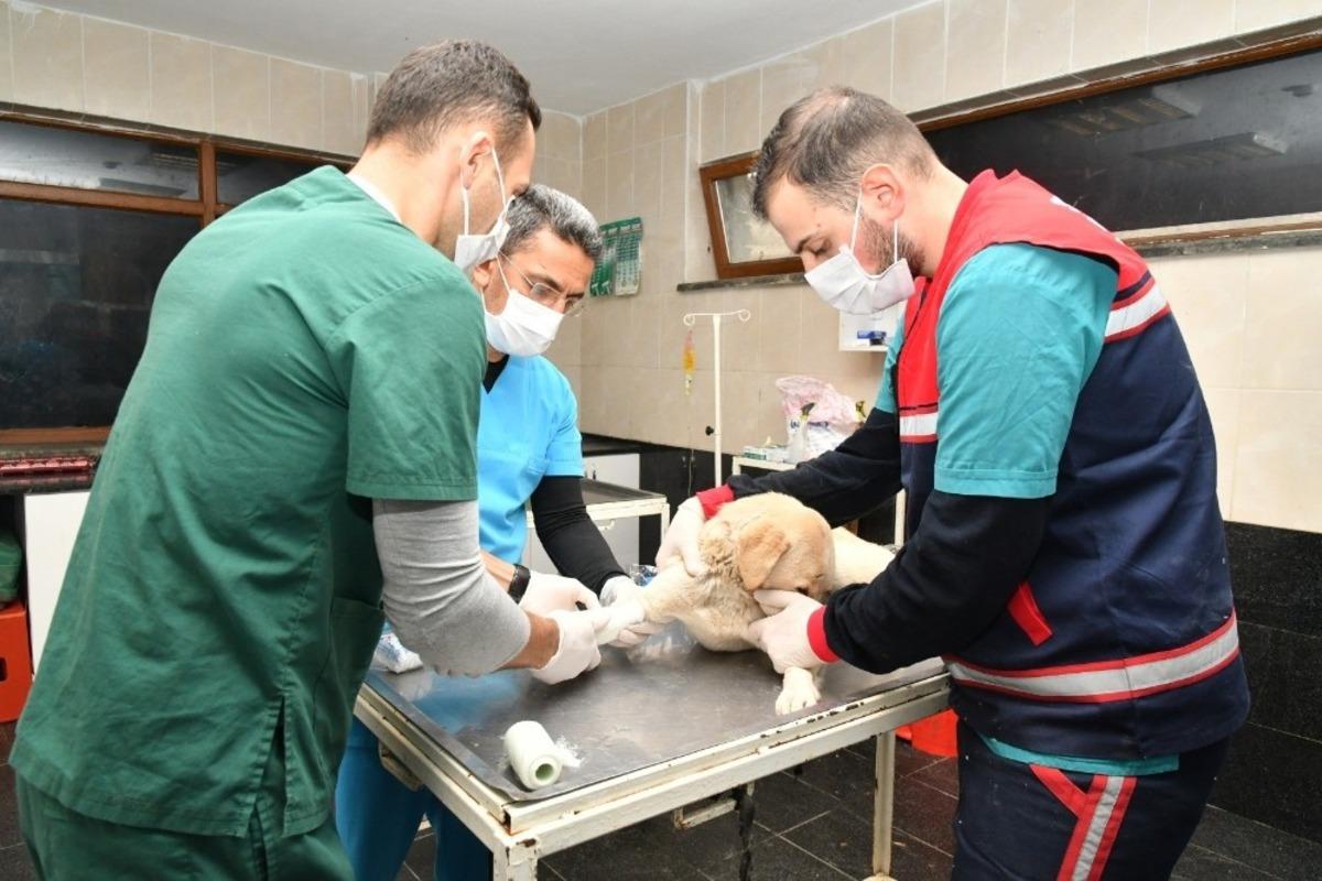 Can dostlarına 11 ayda 132 ton mama