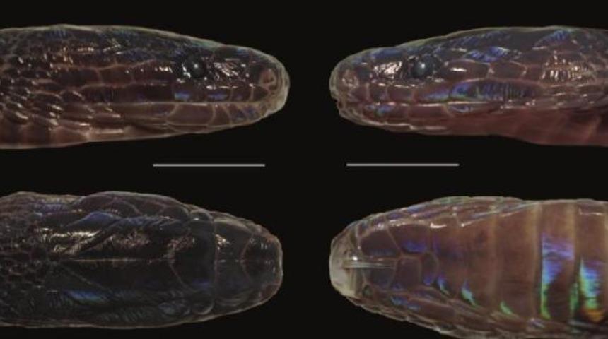 Vietnam'da yeni yılan türü keşfedildi