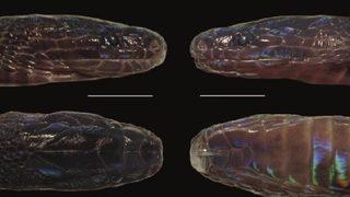 Vietnam'da yeni yılan türü keşfedildi