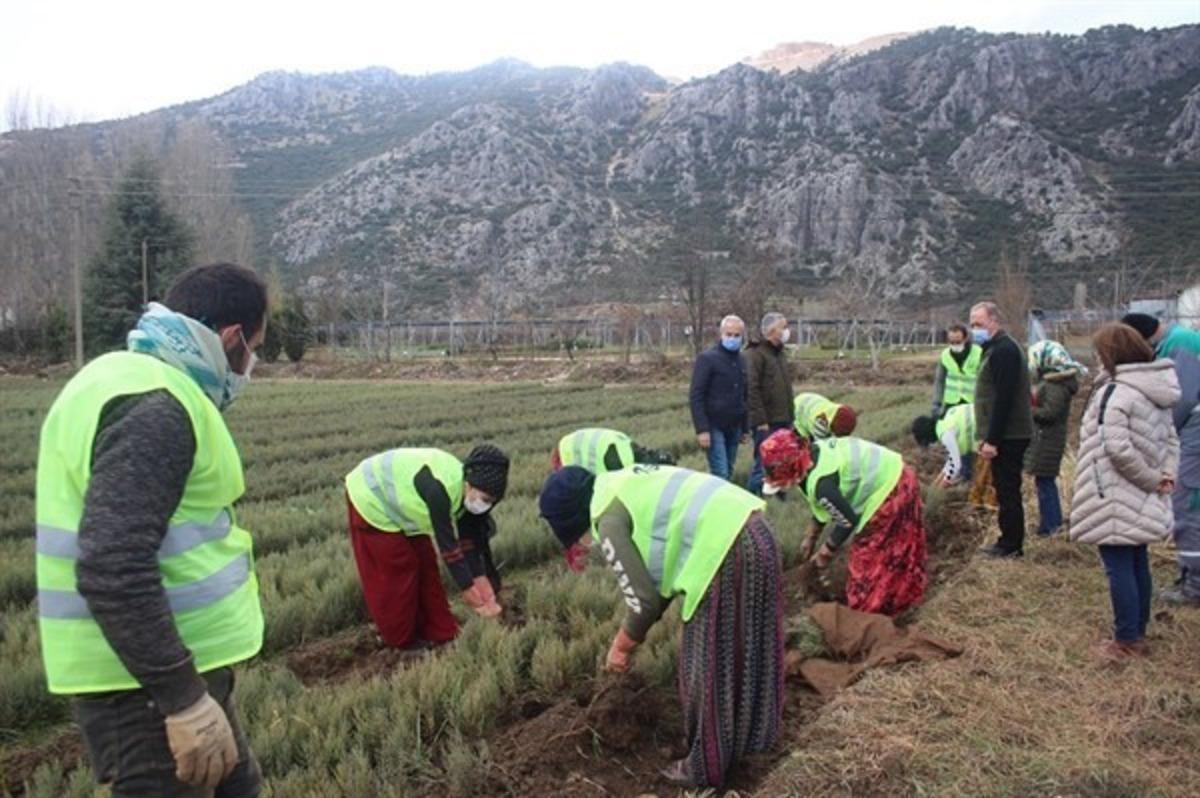 Isparta&rsquo;da bu yıl 42 t&uuml;rde 6 milyon 500 bin adet fidan &uuml;retildi
