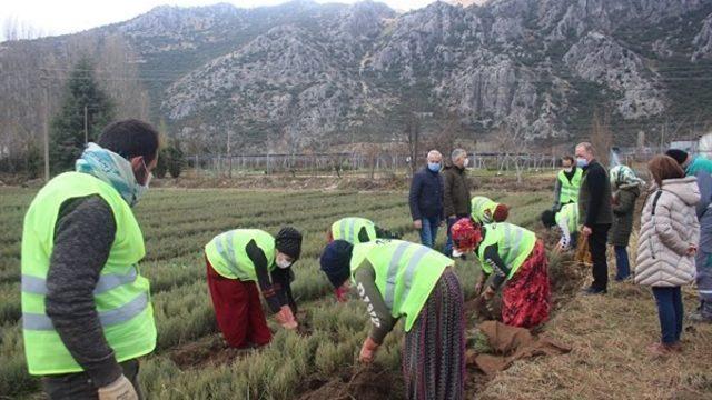 Isparta’da bu yıl 42 türde 6 milyon 500 bin adet fidan üretildi