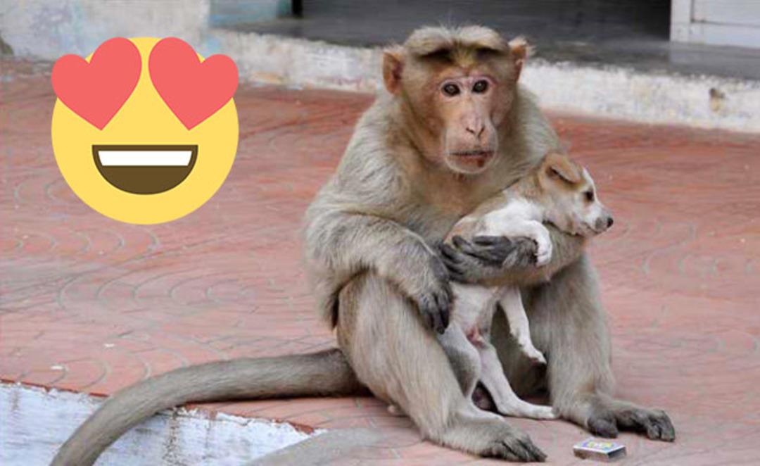 Bulduğu yavru k&ouml;peğe kendi evladı gibi bakan maymun kalbinizi fethedecek 