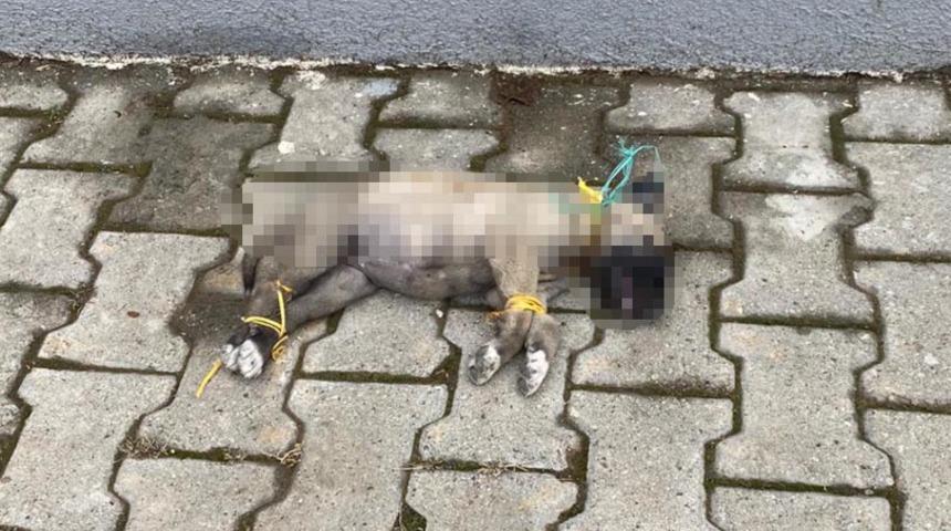 Yavru k&ouml;pek ayakları ve boynu bağlı olarak &ouml;l&uuml; bulundu
