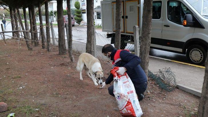 Başiskele’de sokağa çıkma yasağında sokak hayvanları unutulmadı G2