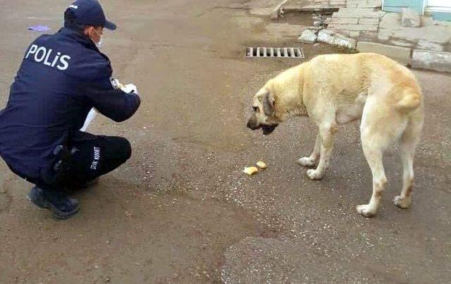 Sokağa çıkma kısıtlamasında jandarma ve polis ekmeğini sokak hayvanlarıyla paylaştı