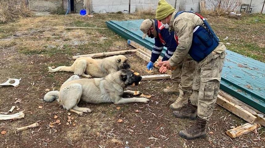 Sokağa &ccedil;ıkma kısıtlamasında jandarma ve polis ekmeğini sokak hayvanlarıyla paylaştı