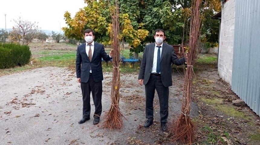 Osmaniye&rsquo;de &ccedil;ift&ccedil;ilere vişne fidanı dağıtıldı