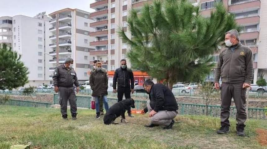 Sokağa &ccedil;ıkma kısıtlamasında sokak hayvanları unutulmadı