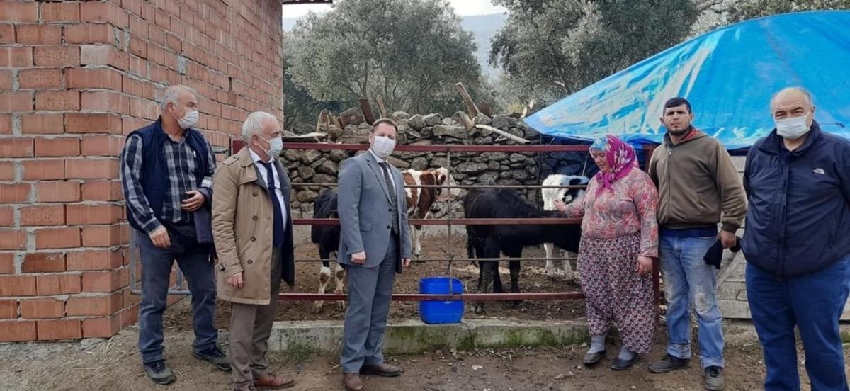 Aydın&rsquo;da Manda Boğası dağıtımı yapıldı