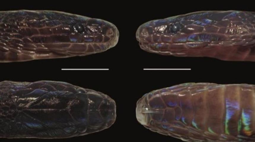 Vietnam'da yeni yılan türü keşfedildi