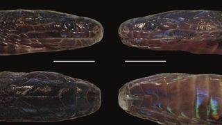 Vietnam'da yeni yılan türü keşfedildi