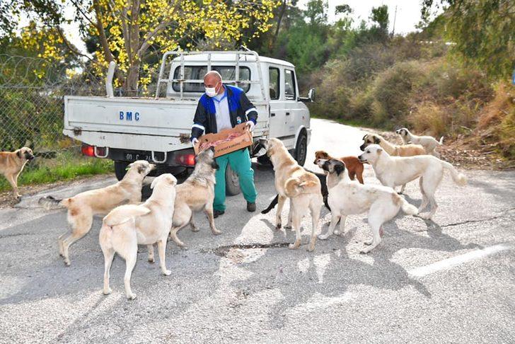 Çukurova’da sokak hayvanlarına mama ve su desteği G1