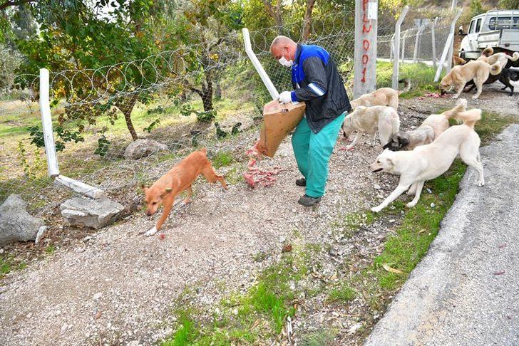 Çukurova’da sokak hayvanlarına mama ve su desteği G2