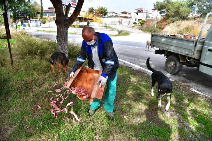 Çukurova’da sokak hayvanlarına mama ve su desteği G3