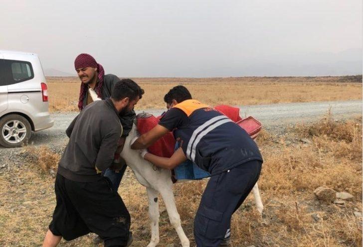 Tek tırnaklı hayvanlar kayıt altına alınıyor G2