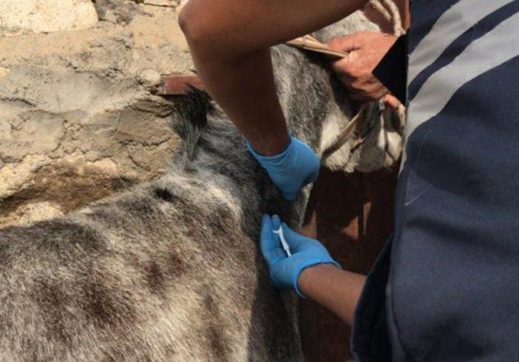 Tek tırnaklı hayvanlar kayıt altına alınıyor G3