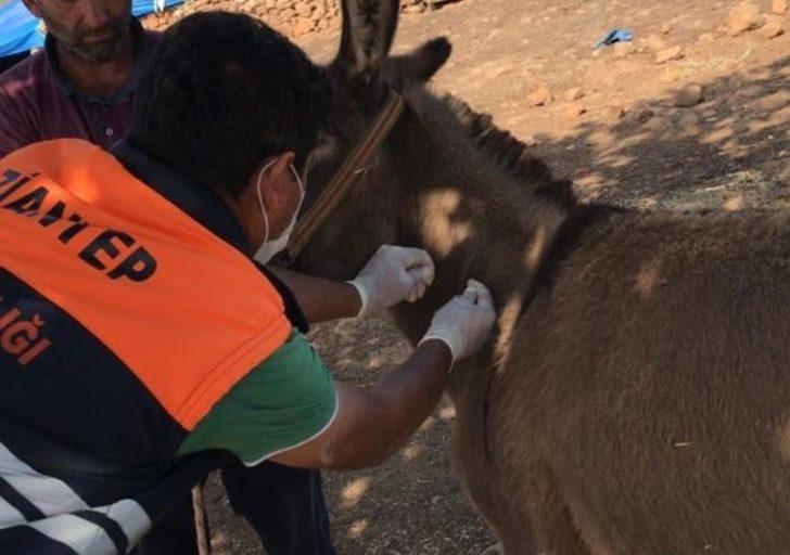 Tek tırnaklı hayvanlar kayıt altına alınıyor G4