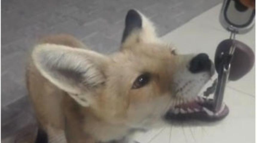 Tilkiye aracının anahtarını kaptırdı, sucuk vererek kurtardı