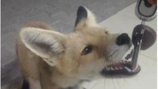 Tilkiye aracının anahtarını kaptırdı, sucuk vererek kurtardı