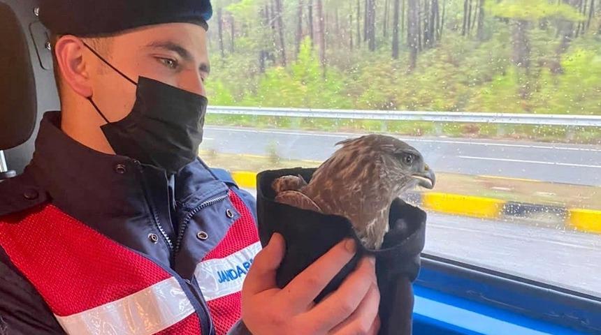 Jandarmanın bulduğu hasta şahin tedavi altına alındı