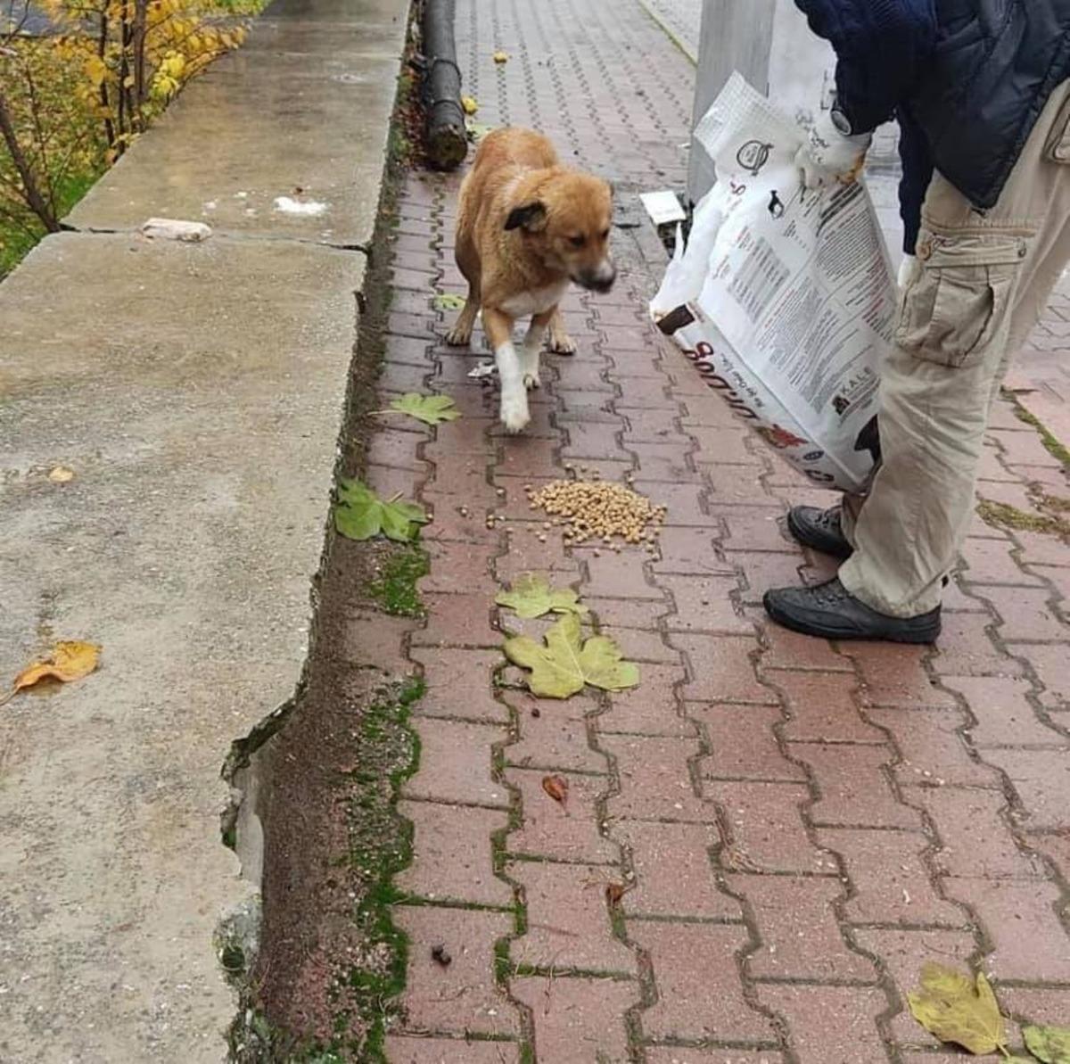 Bucak&rsquo;ta sokağa &ccedil;ıkma kısıtlamasında sahipsiz kalan sokak hayvanları i&ccedil;in her noktaya mama bırakıldı