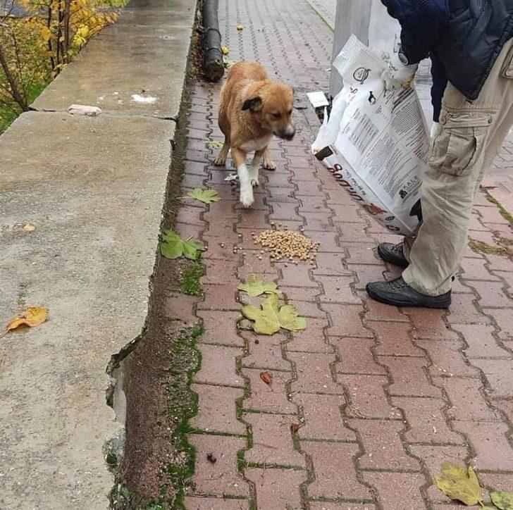 Bucak’ta sokağa çıkma kısıtlamasında sahipsiz kalan sokak hayvanları için her noktaya mama bırakıldı G1