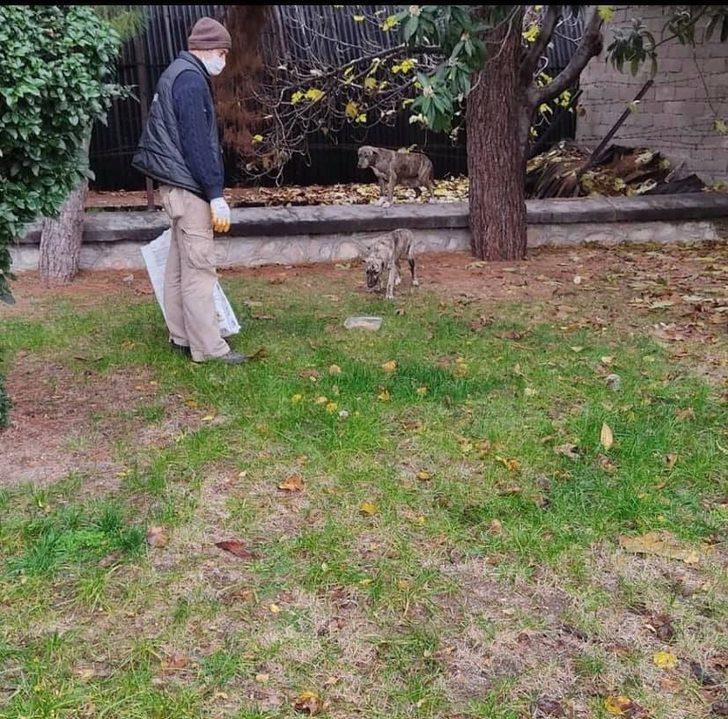 Bucak’ta sokağa çıkma kısıtlamasında sahipsiz kalan sokak hayvanları için her noktaya mama bırakıldı G2