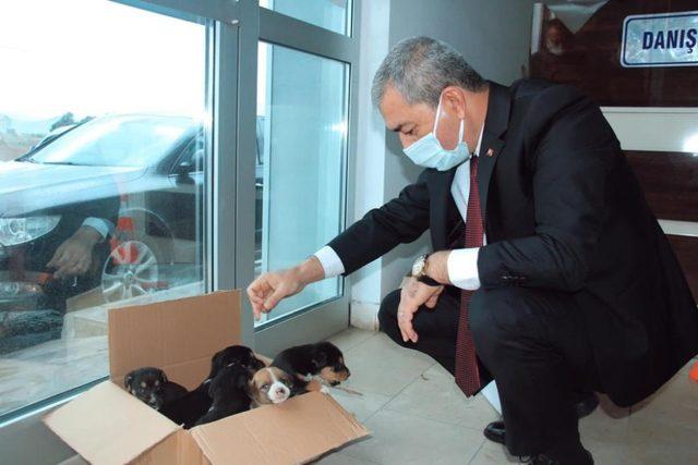 Hayvan barınağına göndermek istediği köpekleri belediye önüne bıraktı