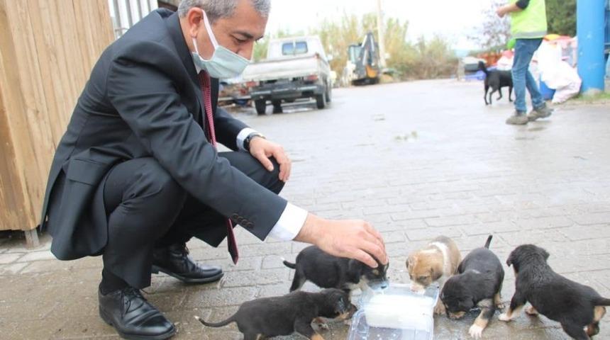 Hayvan barınağına göndermek istediği köpekleri belediye önüne bıraktı