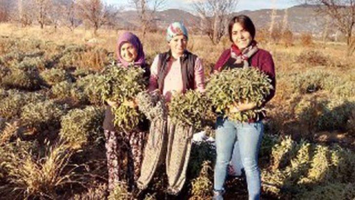 Korona virüs adaçayına ilgiyi arttırdı, çiftçiler ürün yetiştiremiyor G2