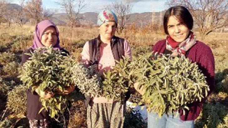 Korona virüs adaçayına ilgiyi arttırdı, çiftçiler ürün yetiştiremiyor G3