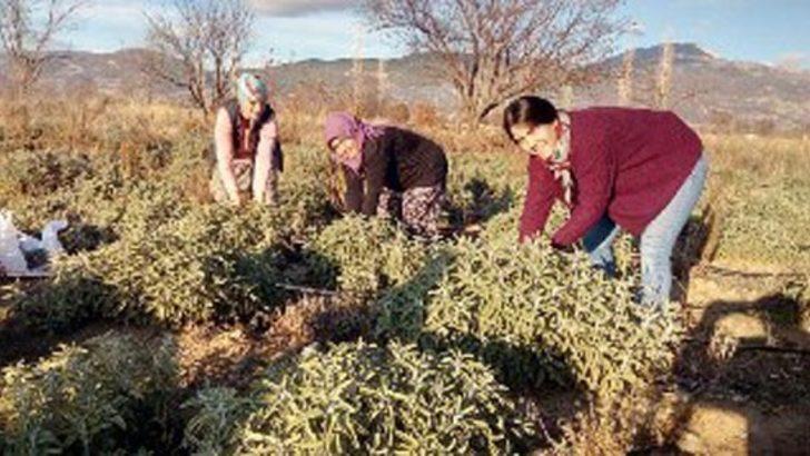 Korona virüs adaçayına ilgiyi arttırdı, çiftçiler ürün yetiştiremiyor G4