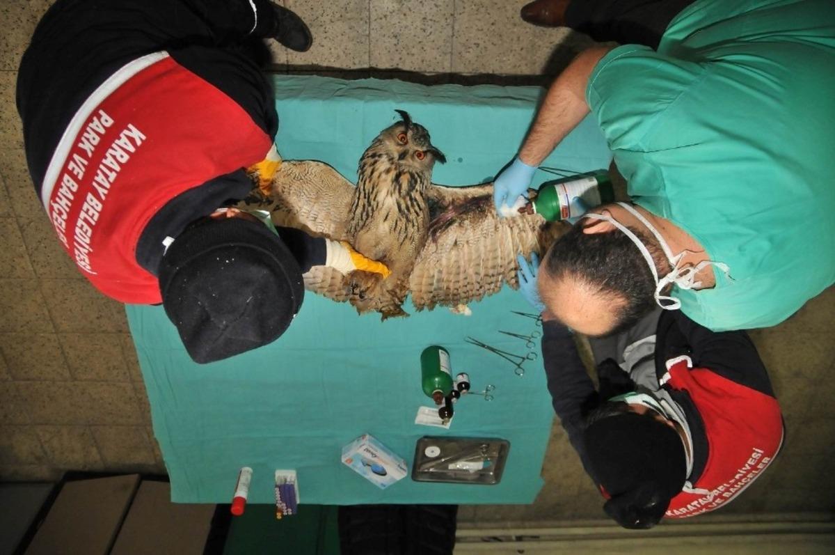 Karatay Belediyesi 2020&rsquo;de 134 hayvanı sağlığına kavuşturdu