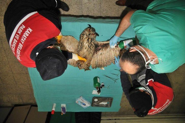 Karatay Belediyesi 2020’de 134 hayvanı sağlığına kavuşturdu G1