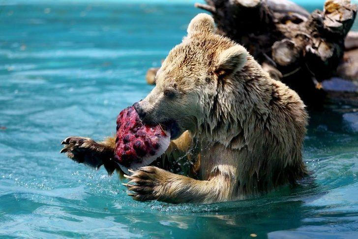 Karatay Belediyesi 2020’de 134 hayvanı sağlığına kavuşturdu G3