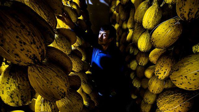 Yazın hasat ediliyor, kışın bile afiyetle yeniyor! Tadı bal gibi