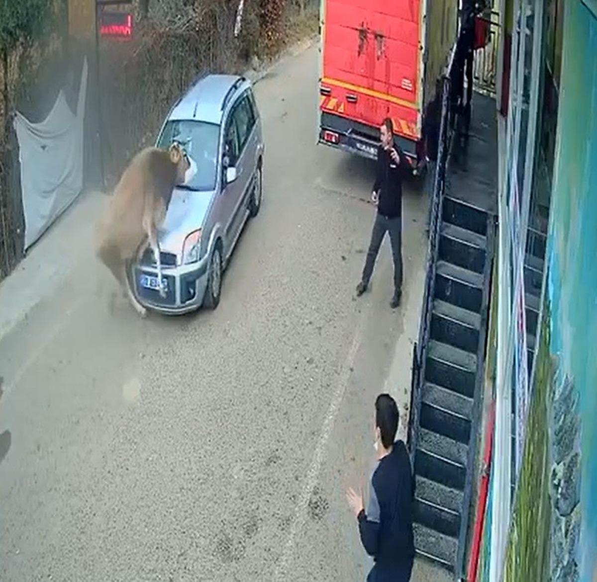 İnek karşı y&ouml;nden gelen otomobille kafa kafaya &ccedil;arpıştı