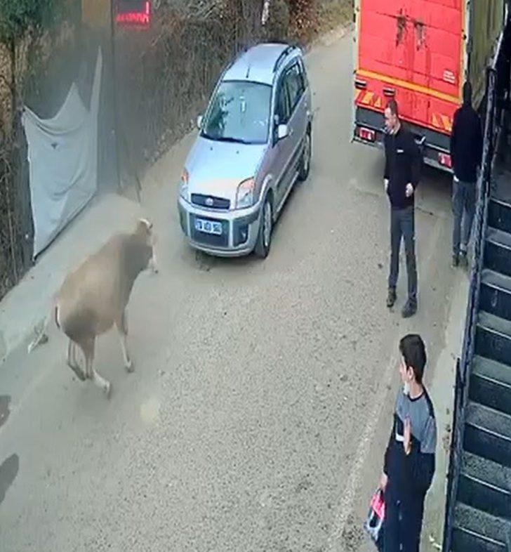 İnek karşı yönden gelen otomobille kafa kafaya çarpıştı G3