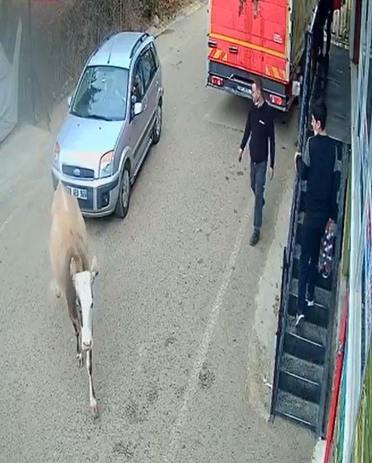 İnek karşı yönden gelen otomobille kafa kafaya çarpıştı G4