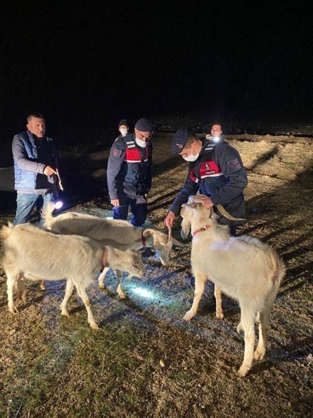 Ağıldan kaçan küçükbaşları jandarma buldu