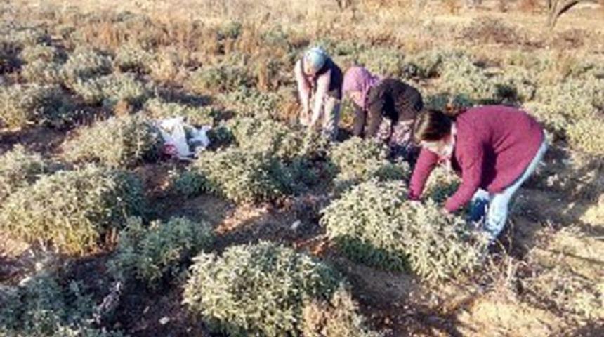 Koronavirüs adaçayına ilgiyi arttırdı, çiftçiler ürün yetiştiremiyor