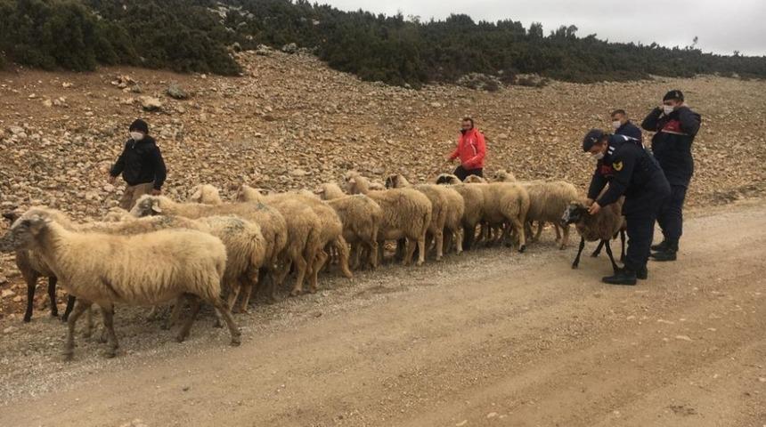 Isparta&rsquo;da &ccedil;alınan koyunları Jandarma buldu