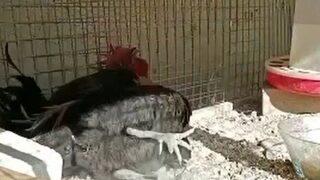 Akılalmaz olay! Nefesini yetiştiremeyen horoz öterken bayıldı