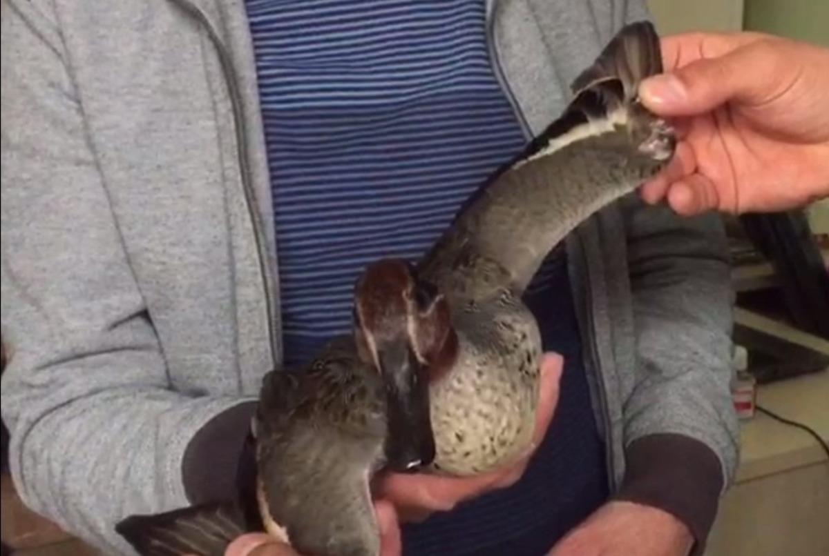 Bulduğu yaralı yaban &ouml;rdeği sahiplendi