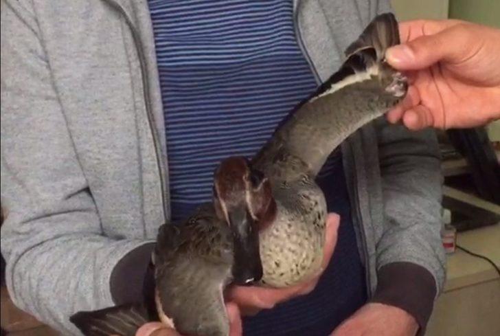 Bulduğu yaralı yaban ördeği sahiplendi G1