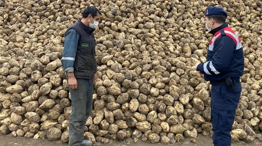 Tarladan 20 ton şeker pancarı &ccedil;aldı