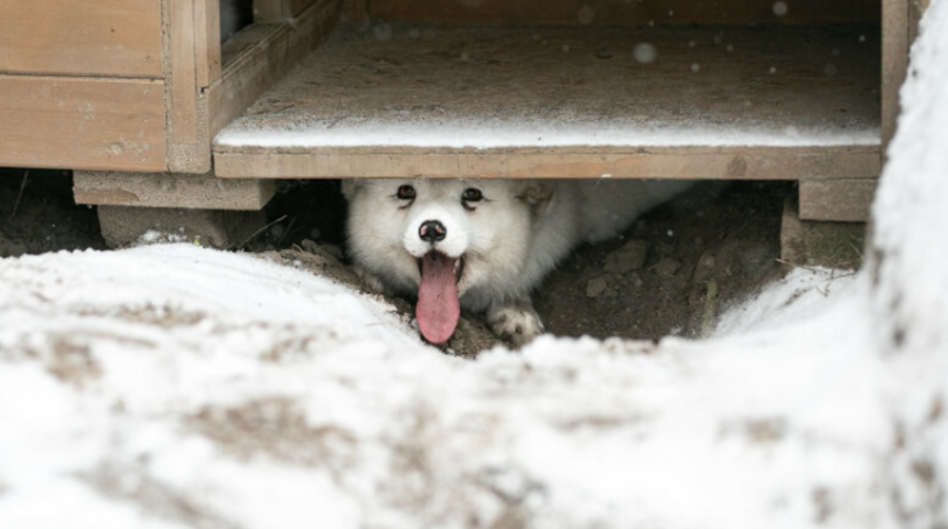 Kürk çiftliğinde esirdi! Kar tilkisi hayatında ilk kez kar görünce...